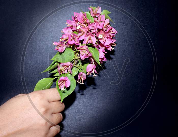 Hand Holding Pink Bougainvillea Flowers