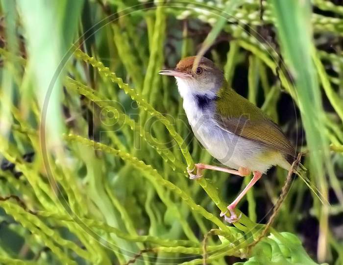Small Tailorbird on branch