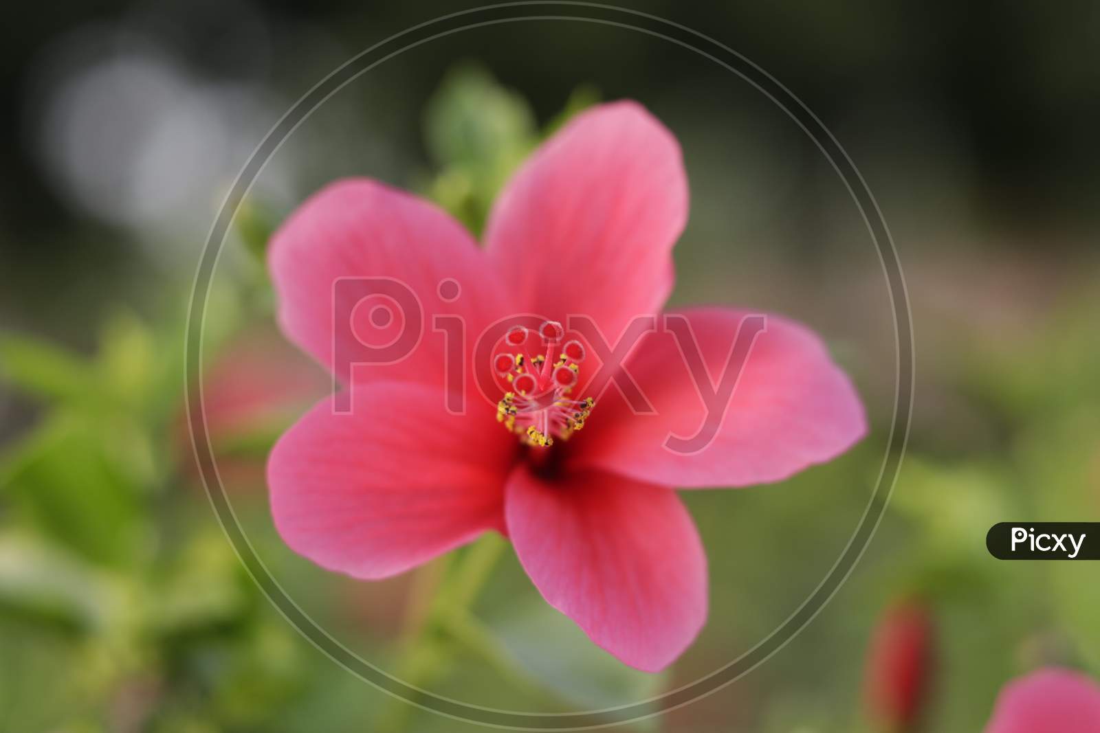 Red hibiscus flowers on a green background that are blooming very beautiful