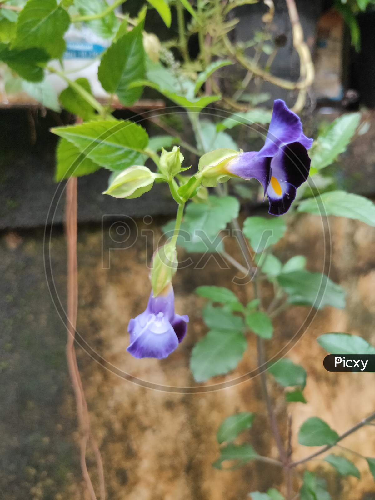 Violet flowers with small leaf