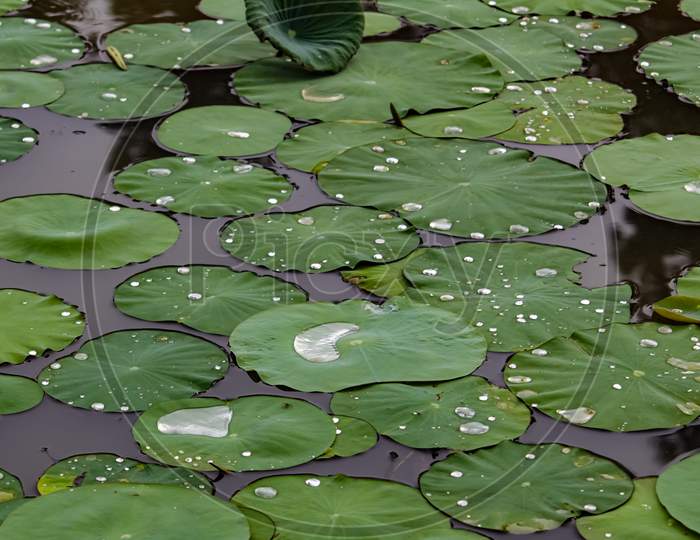 Water Drops On Lotus Leaves