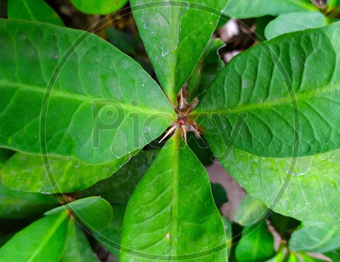 Topview of Euphorbia milii leafs, also known as crown of thorns plant, Christ plant and Christ thorn.