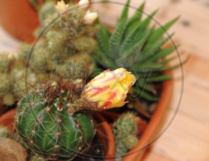 Cactus And Succulents In Bloom In Spring