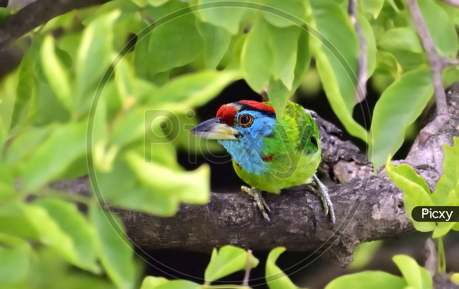 The blue throated barbet with wonderful color on green tree