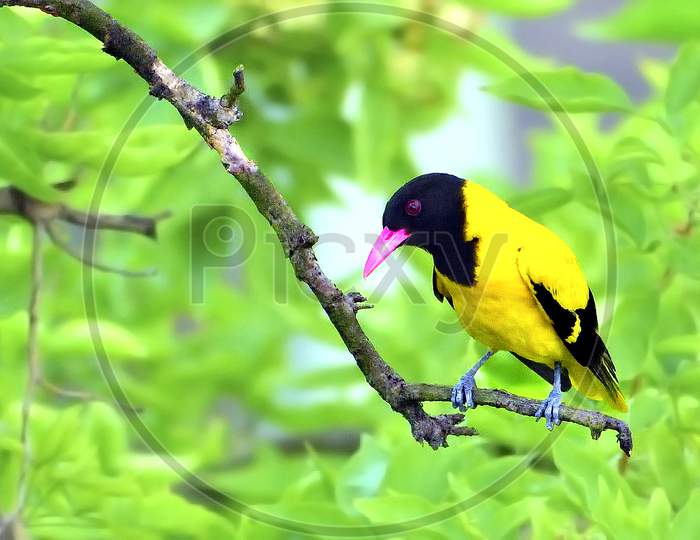 The Black Hooded Oriole  Bird on a green tree banch