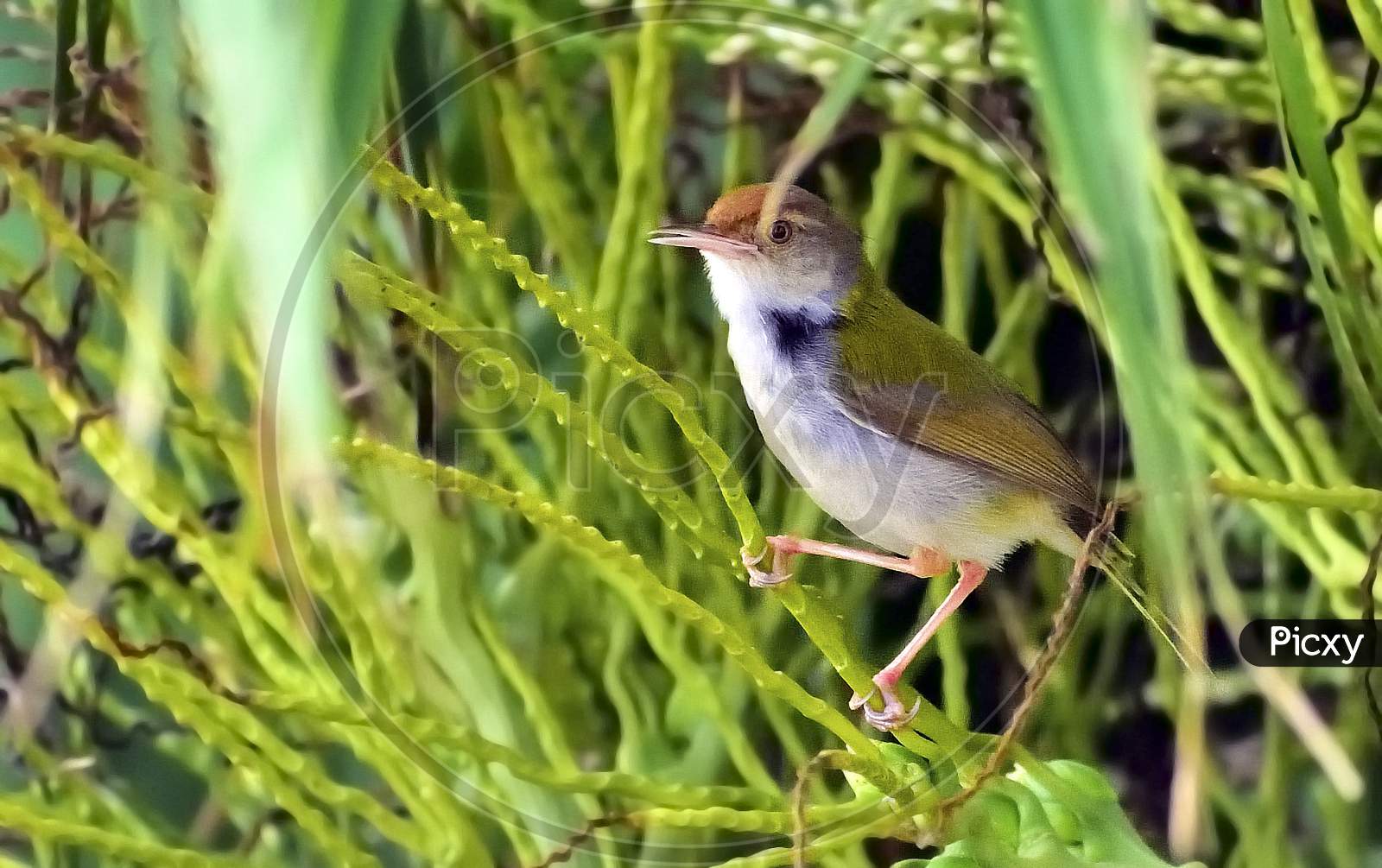 Small Tailorbird on branch