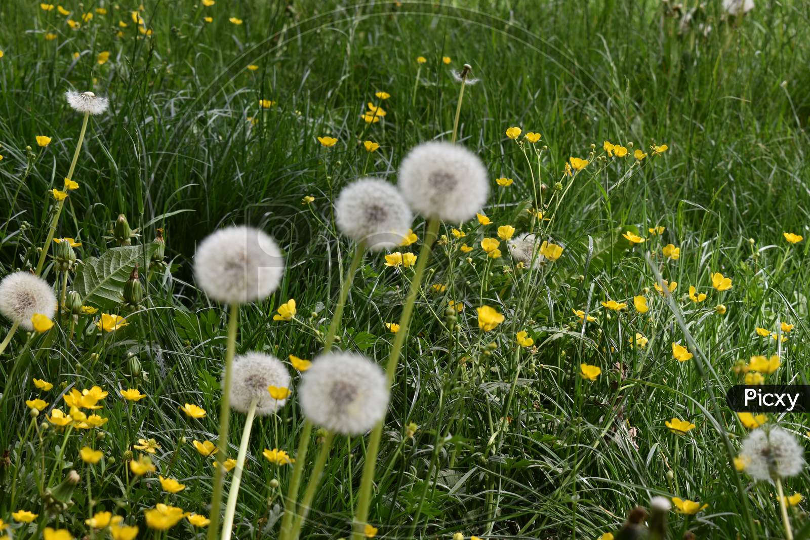 White dandelion in a group are growing on a meadow 24.4.2020