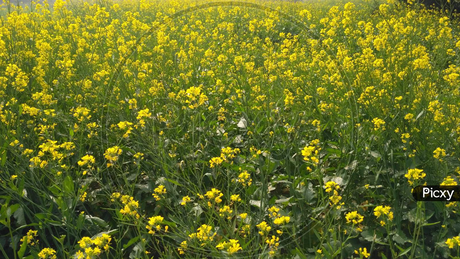Mustard Plant field.