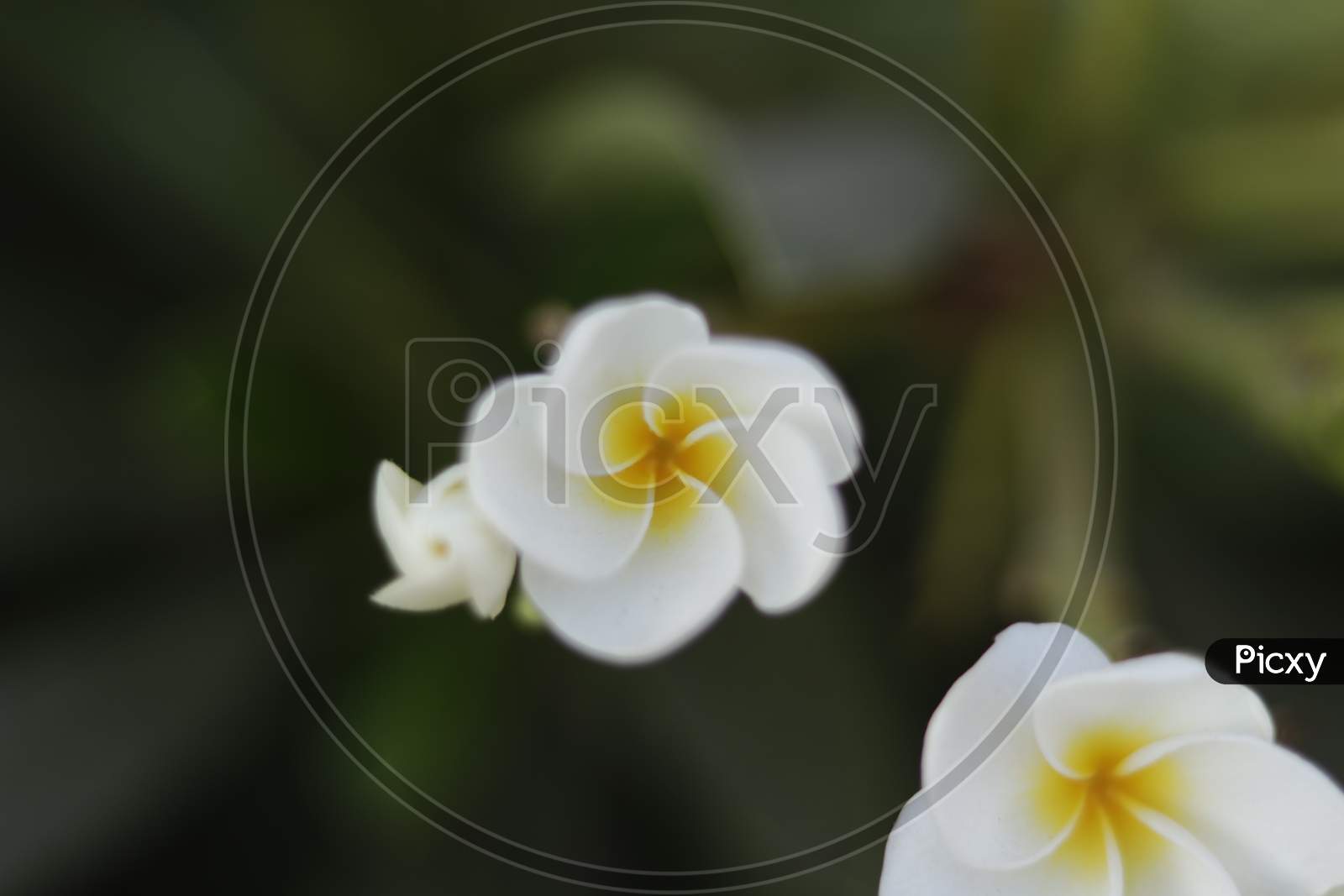 Plumeria white flower with nature background to create a beautiful
