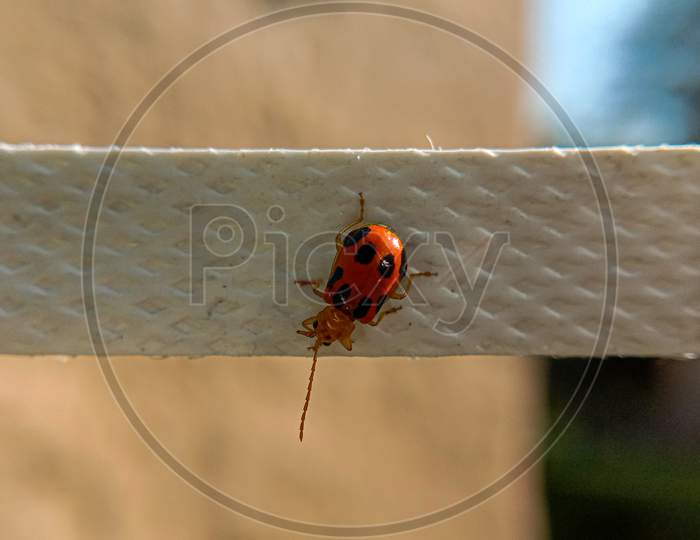 spotted cucumber beetle sitting on plastic rope
