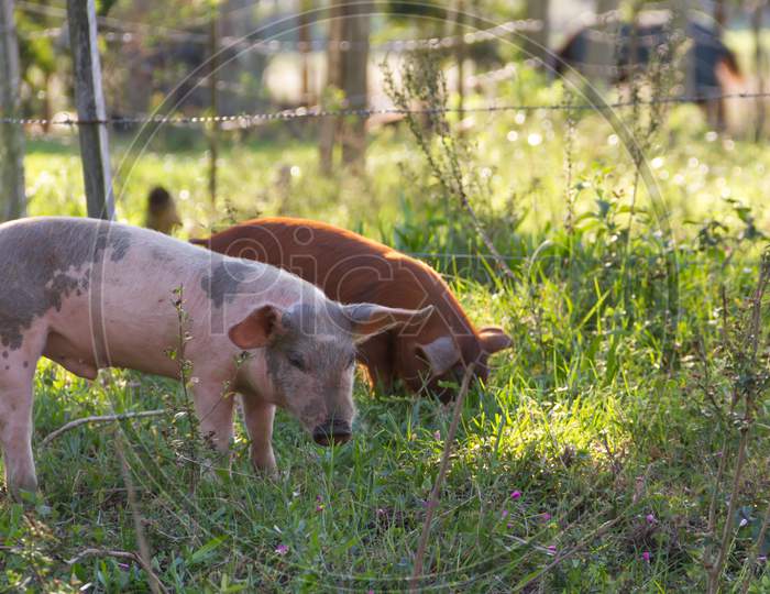 Livestock Of Loose Pigs Walking On The Farm