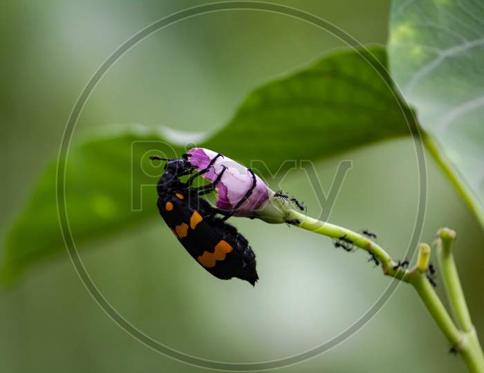 Beetle Eating Purple Flower