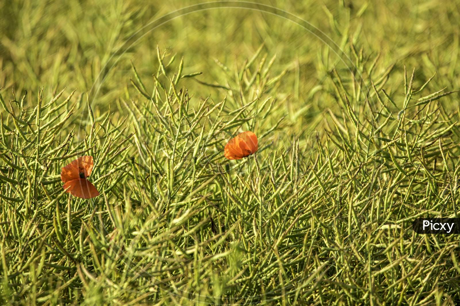 Field Poppies