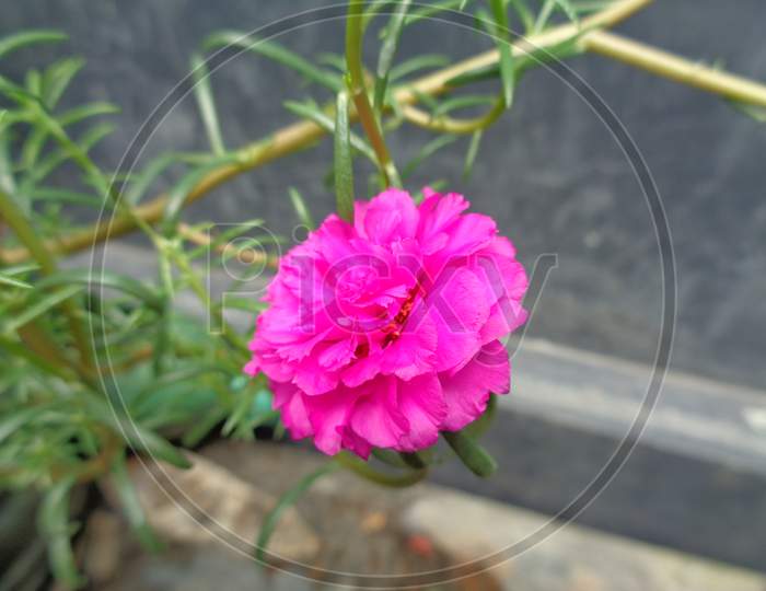 Moss rose pink in color