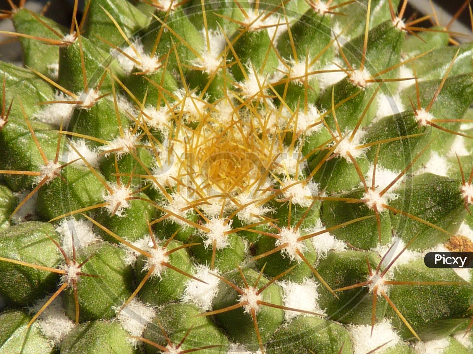 Cactus and Succulent