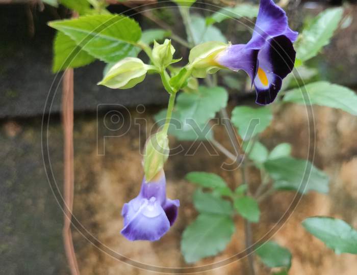 Violet flowers with small leaf