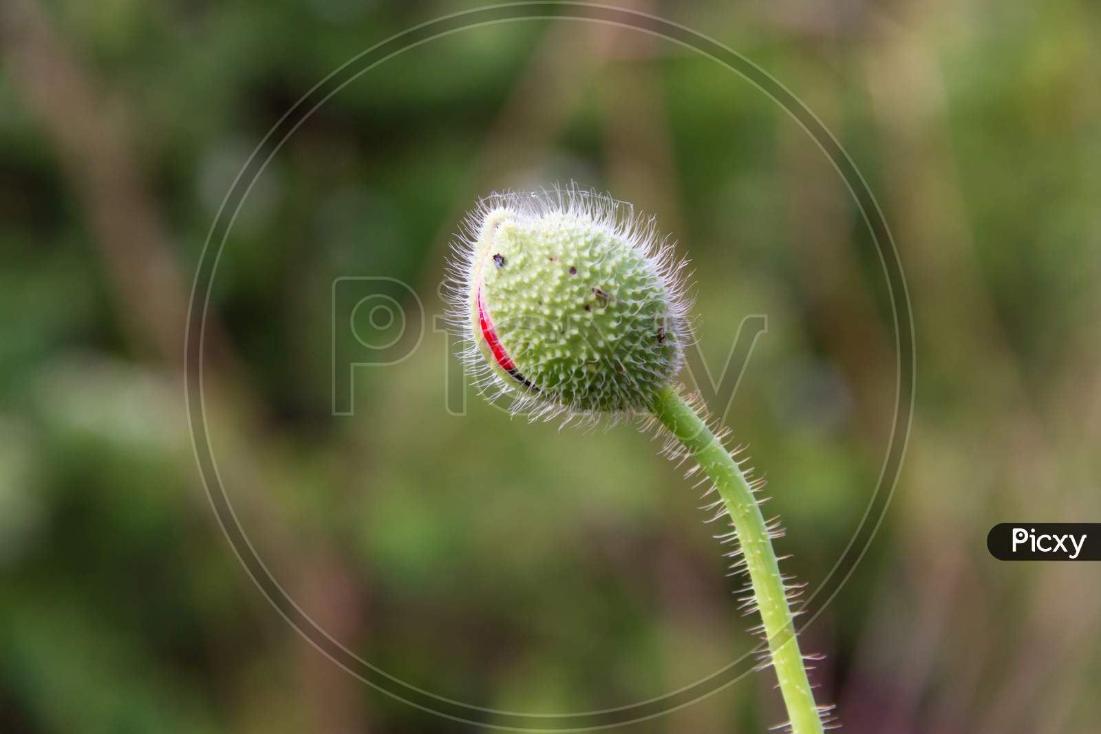 Detail Of Red Poppy Bud In The Spring