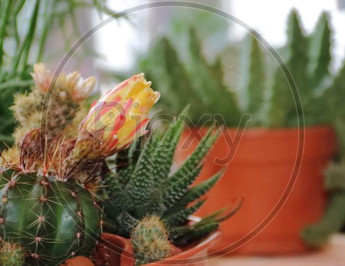 Cactus And Succulents In Bloom In Spring