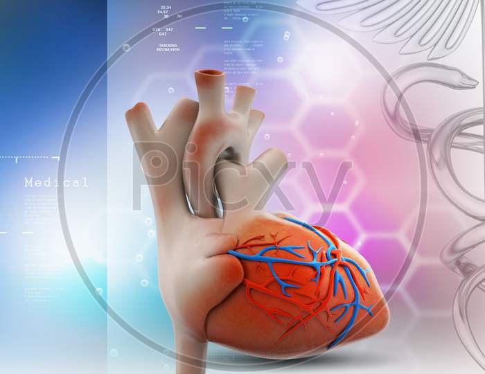 3D Render of a Human Heart