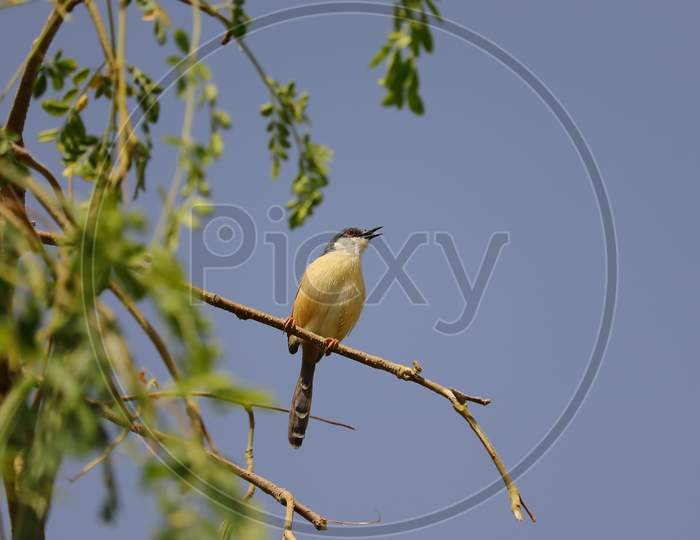 A Small Bird Sitting On A Tree Branch And The Open Blue Sky Background