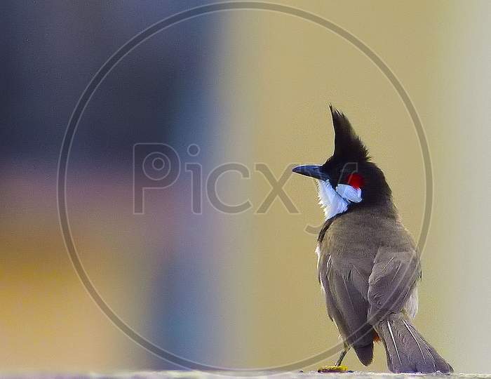 Potrait of Red whiskered bulbul