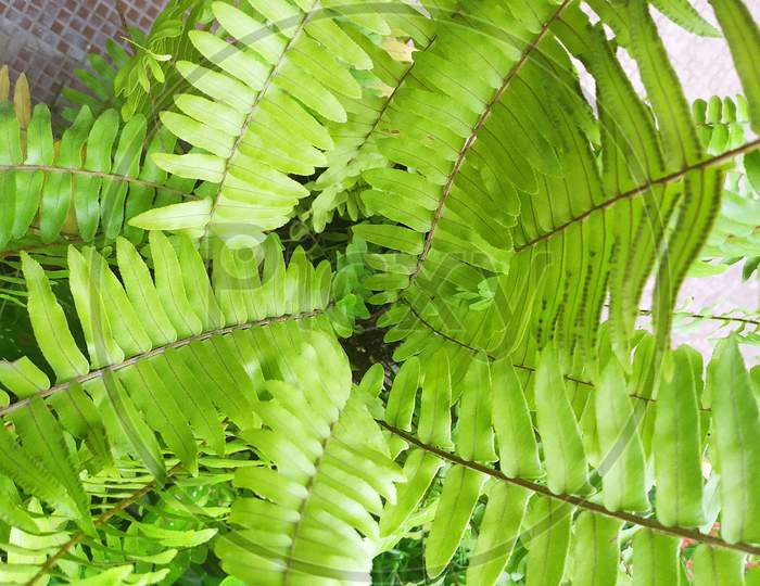 Nephrolepis cordifolia topview, A fern leafs. Common name- fishbone fern,tuberous sword fern,tuber ladder fern, erect sword fern, narrow sword and ladder fern.