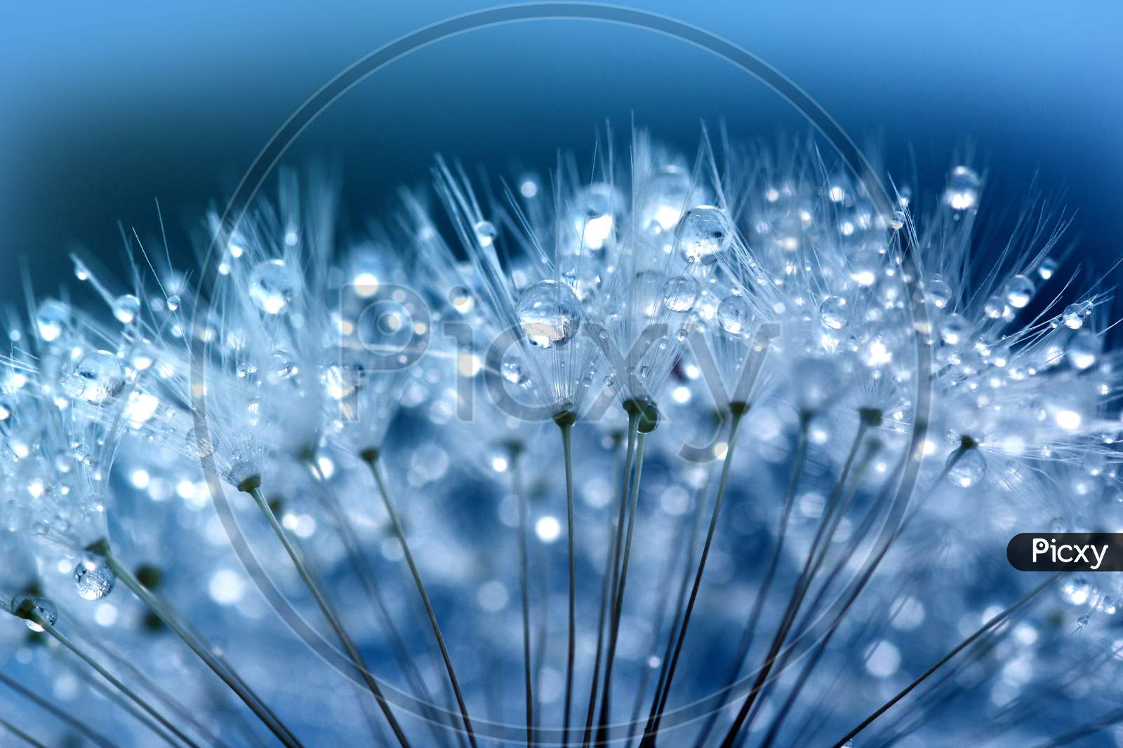 Water Droplets On Dandelion
