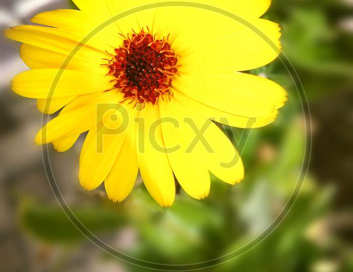 Black-eyed susan flower