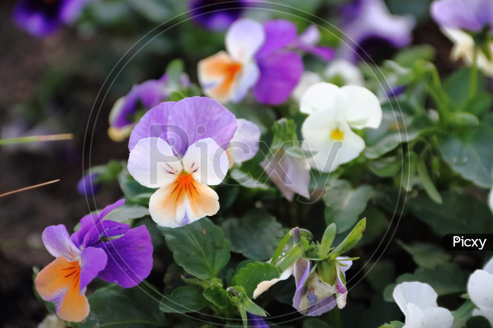 Garden Flowers Pansy  Celstes Lilacs And Yellows In Spring