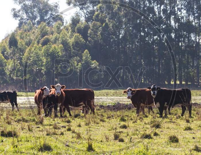 Cows Grazing In The Green Argentine Countryside