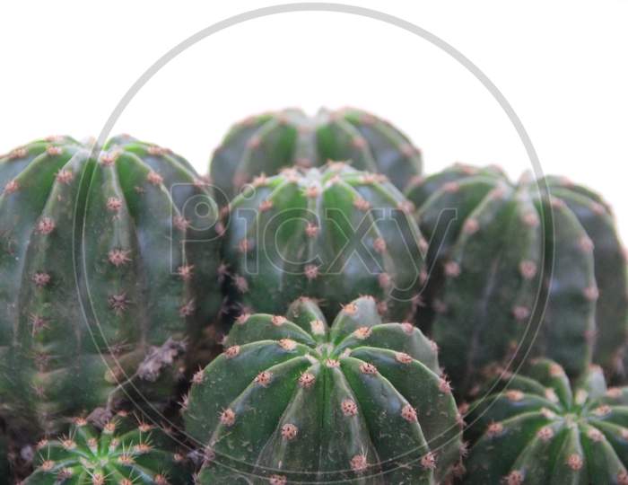 Background Texture Green Cactus With Thorns