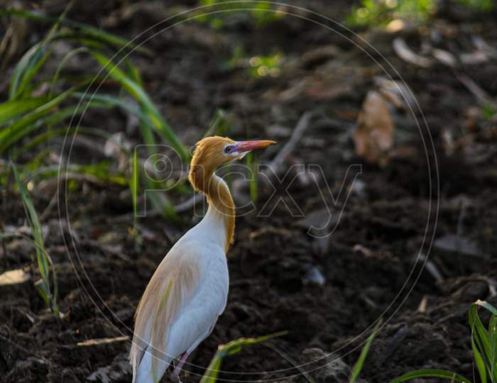 Egret In Sugarcane Field