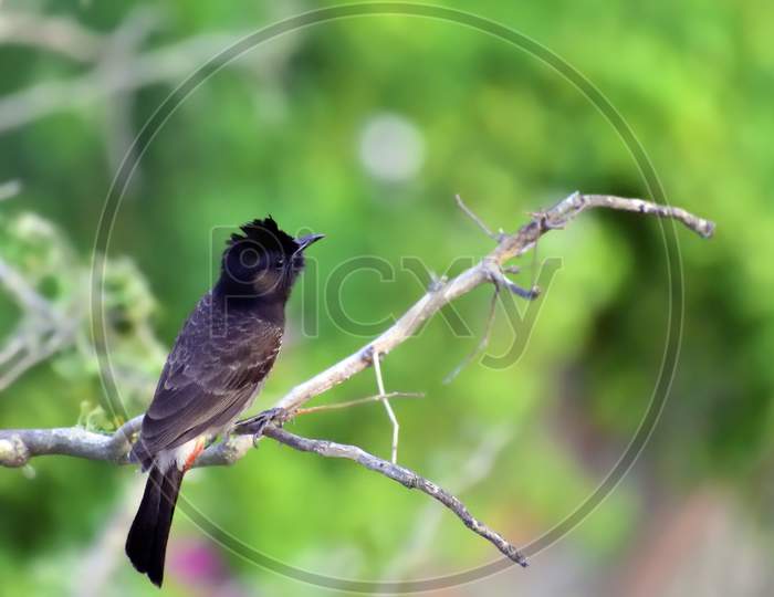 Potrait Of Red Vented Bulbul