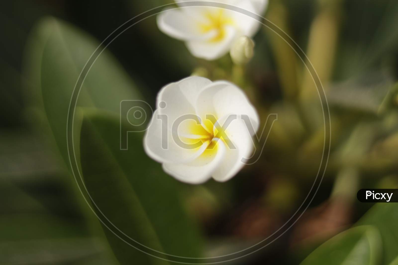 Plumeria white flower with nature background to create a beautiful