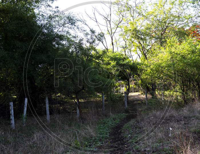 Pathway To An Abandoned Old House With Different Trees Around