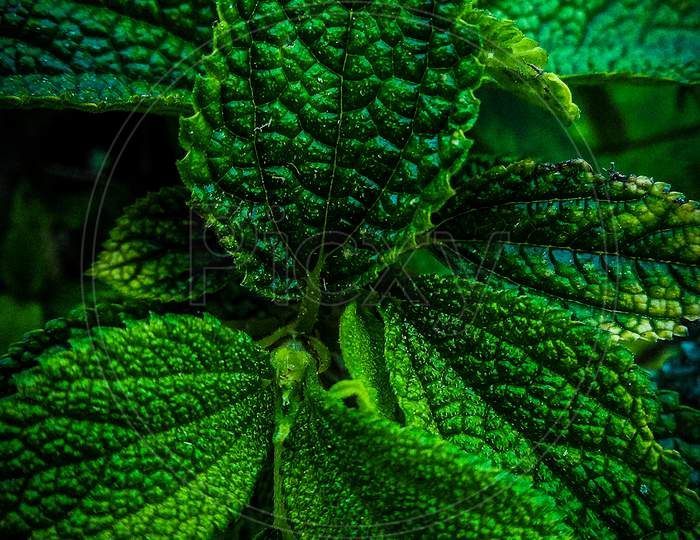 Green leaf ....