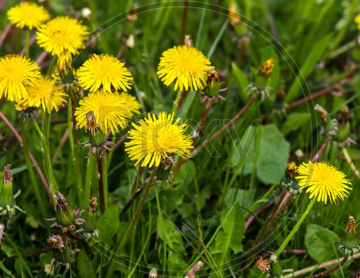 Close Up View At A Dandelion Flowers On A Green Meadow During Springtime. Floral Field.