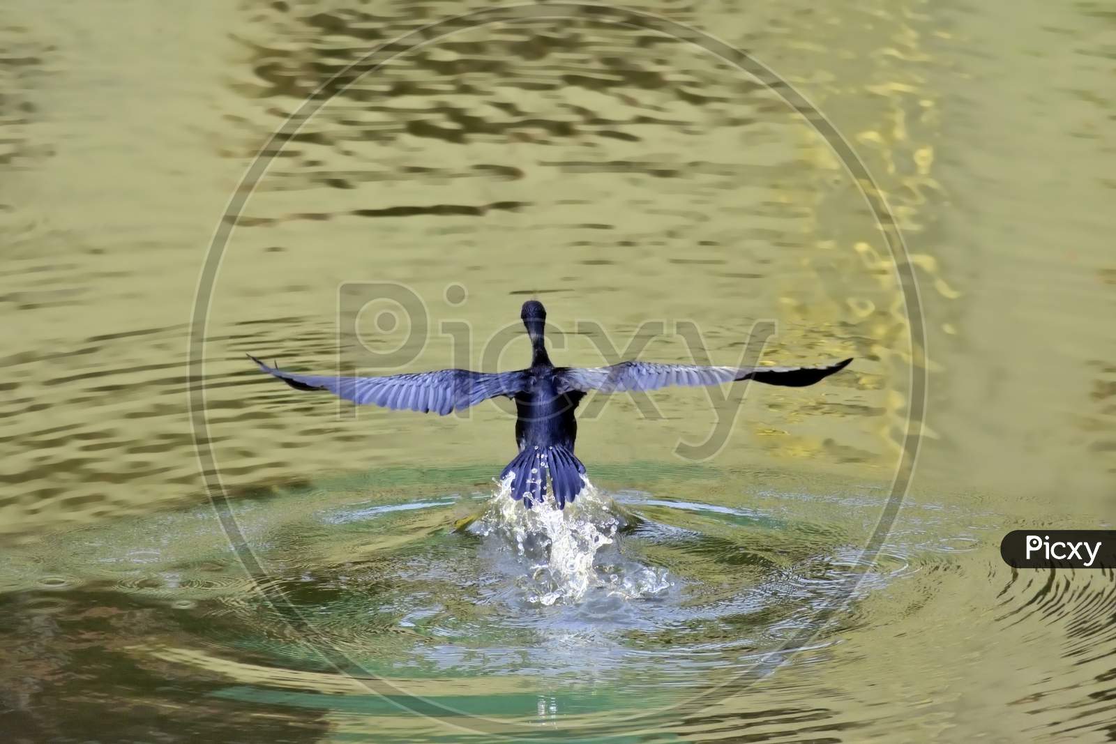 The Cormorant taking off after fishing