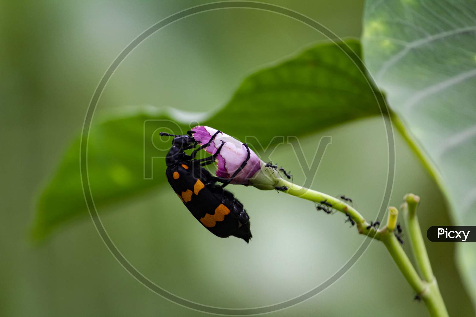 Beetle Eating Purple Flower
