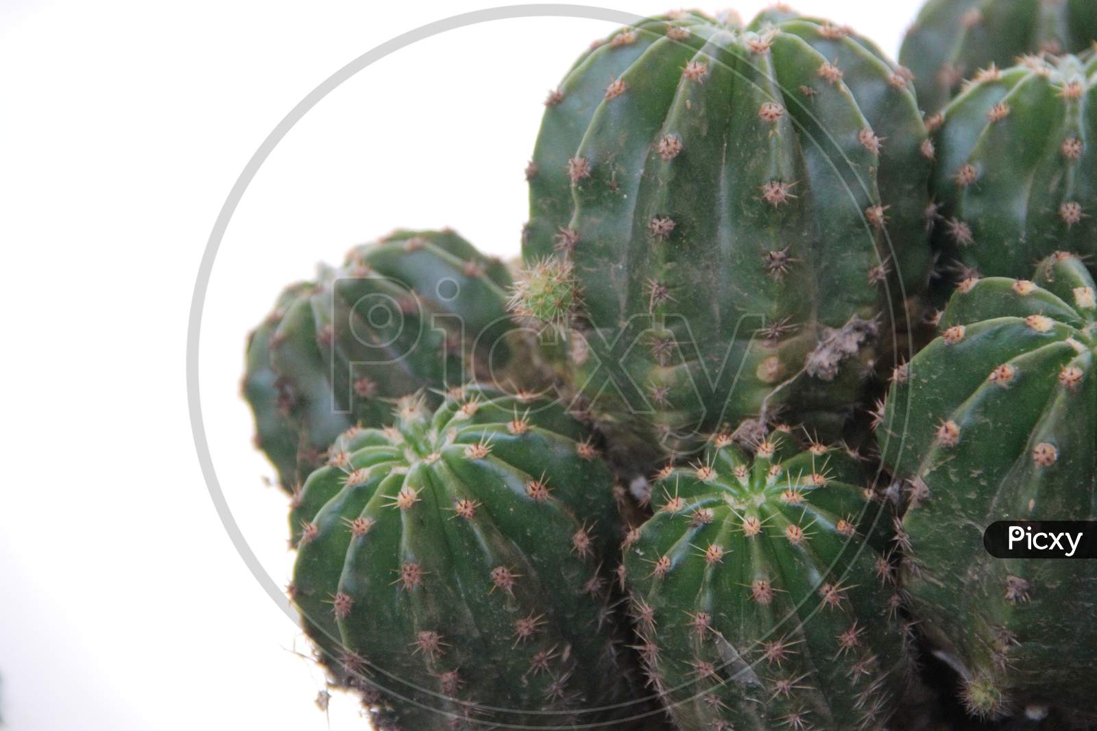Background Texture Green Cactus With Thorns