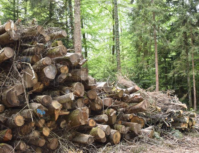 Staple of cut trees in a forest in Liechtenstein 24.4.2020