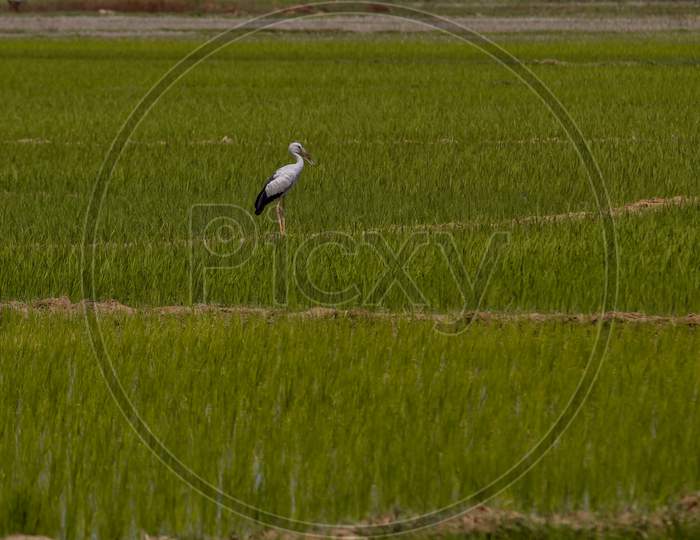 White Stork In The Rice Fields