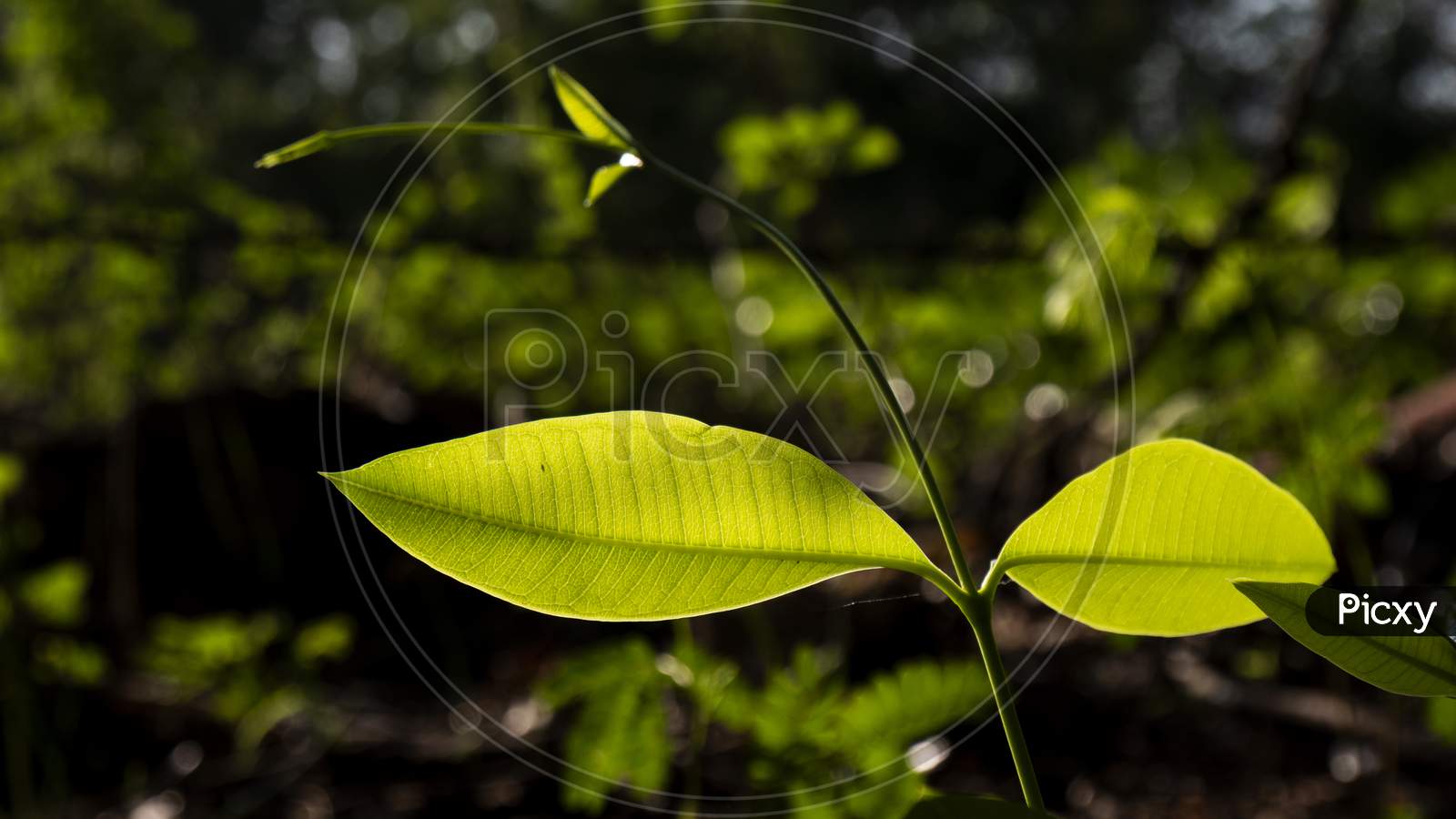 Closeup View Of Green Leaves With Bokeh Background