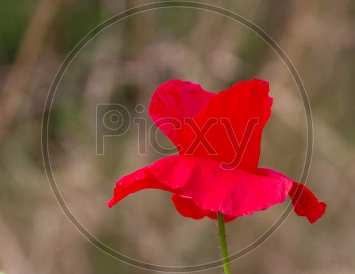 Detail Of The Red Poppy Floret In The Spring