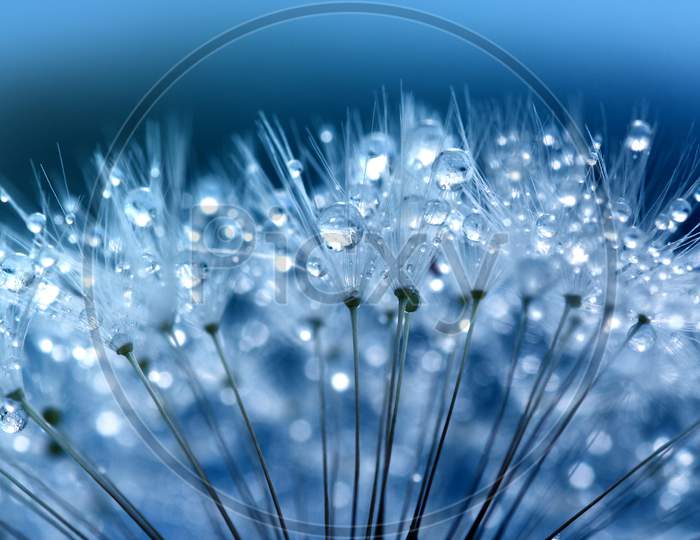 Water Droplets On Dandelion