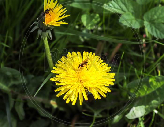 Insects And Bumblebees On Yellow Dandelion Flowers During Springtime On A Sunny Day