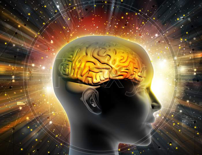 Man Head Showing The Human Brain