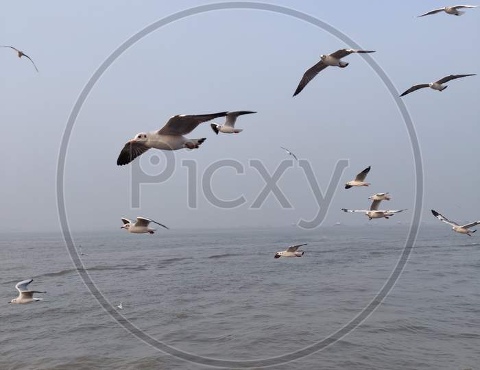 Selective focus on Flying Birds over Sea Mumbai