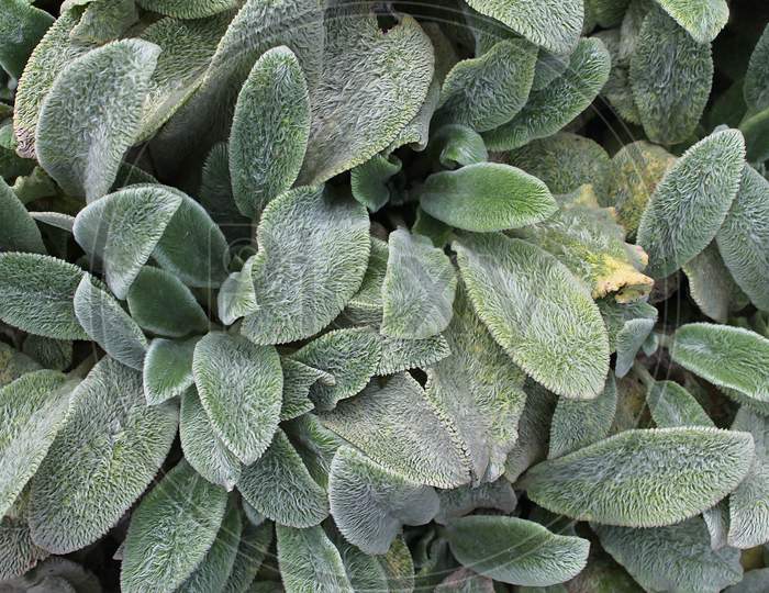 Close up view on fresh green plant leaves found in a northern europe forest