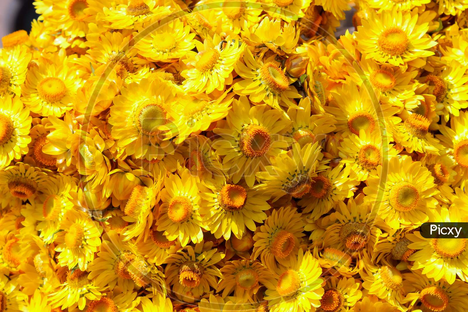 Yellow Chrysanthemum flowers in Ooty/India.